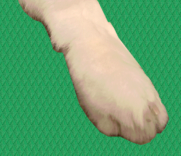 Rabbit's Foot